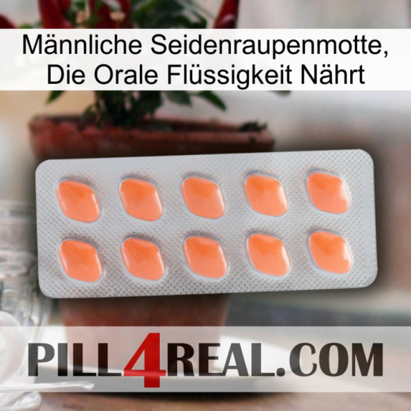 Männliche Seidenraupenmotte, Die Orale Flüssigkeit Nährt 26.jpg